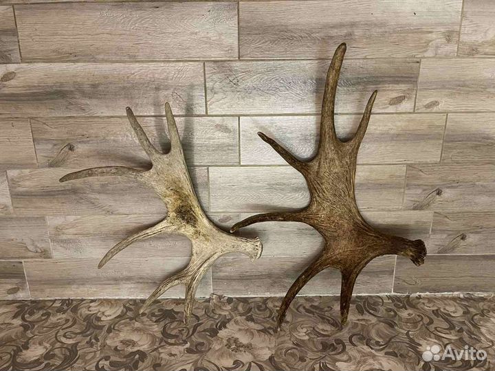 Рога лося бронь