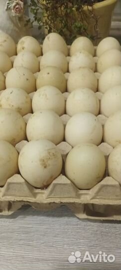 Яйца для инкубации белой индоутки