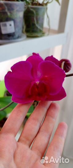 Орхидея фаленопсис бабочка