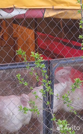 Мясо домашней индейки