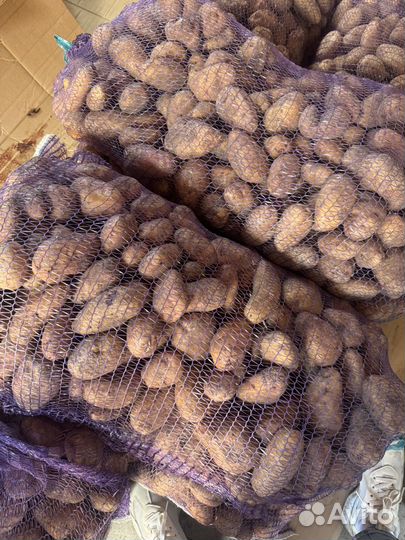 Продам картофель домашний