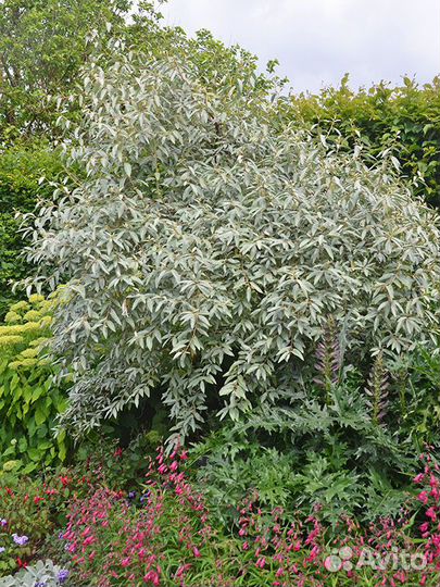 Лох серебристый