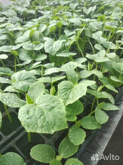 Рассада огурцов