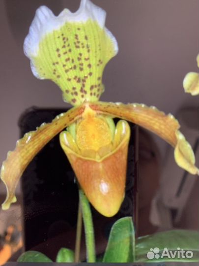 Орхидея пафиопедилум insigne 