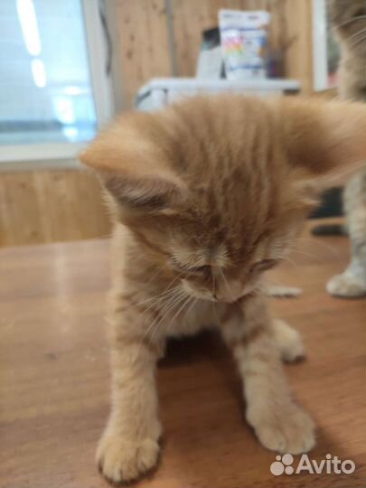 Котята в дар приучены к лотку