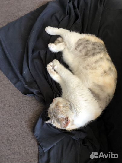 Кошечка ищет дом