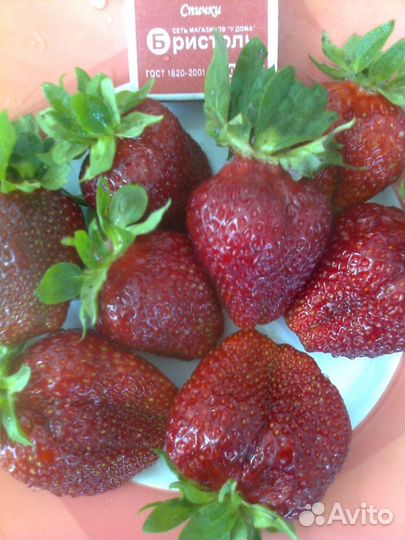 Саженцы клубники, вишни, малины, черной смородины