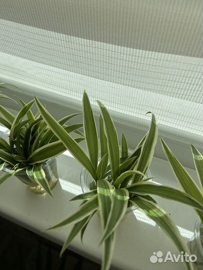 Хлорофитум