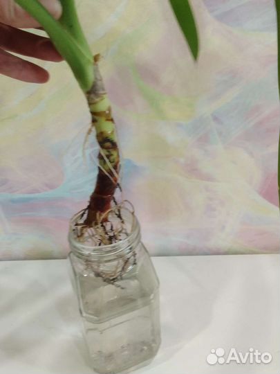 Пальма юкка