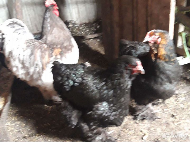 Куры Брамские