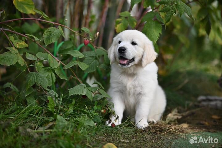 Голден ретривер