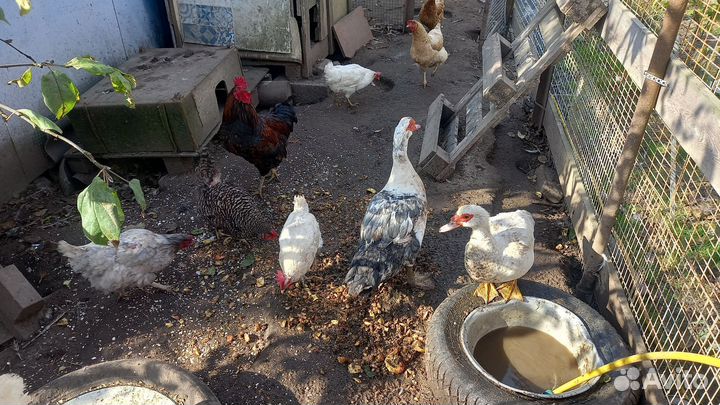 Куры утки