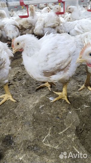 Куры бройлеры