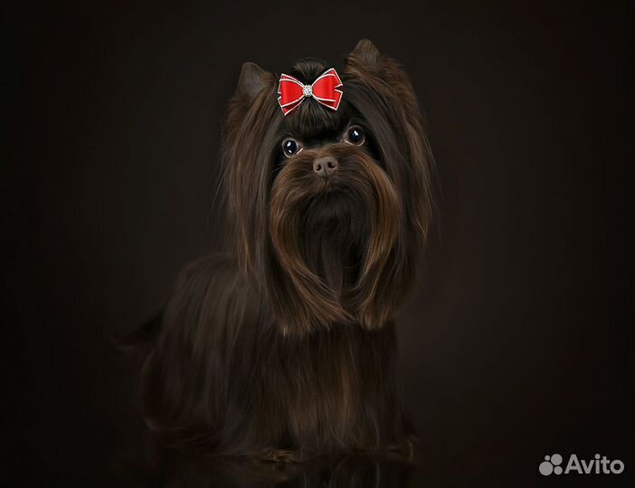 Шоколадный йорк Мини вязка