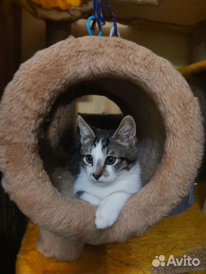 Маленький бандит ждёт мампап