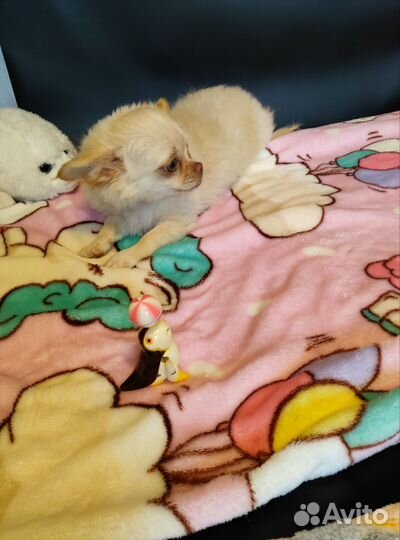 Чихуахуа девочка