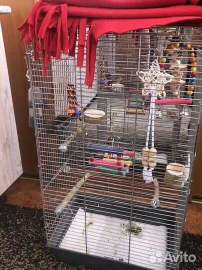 Попугай корелла