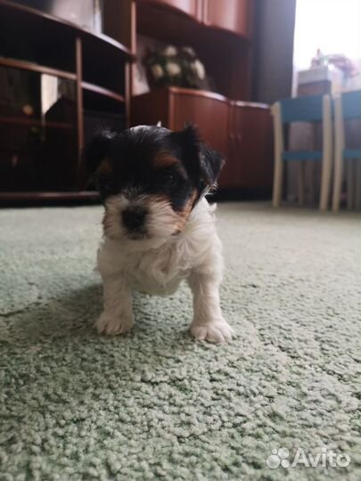 Щенки бивер йорка