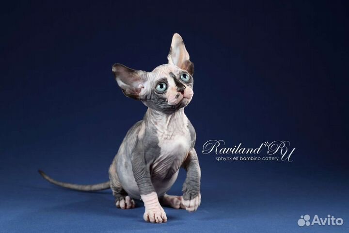 Канадский сфинкс