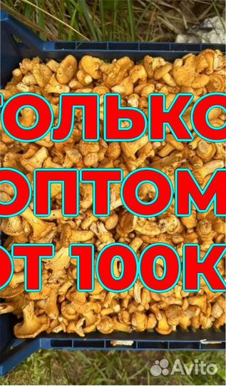 Лисичка свежая оптом