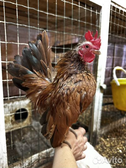 Серама карлики