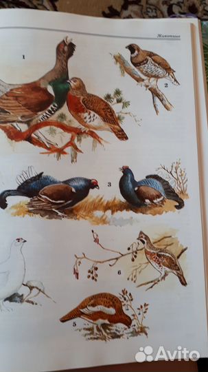 Детская энциклопедия Биология