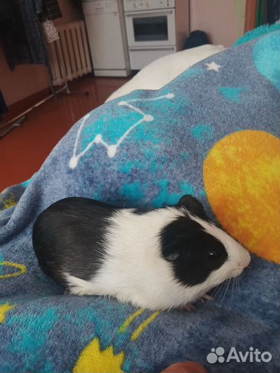 Морская свинка