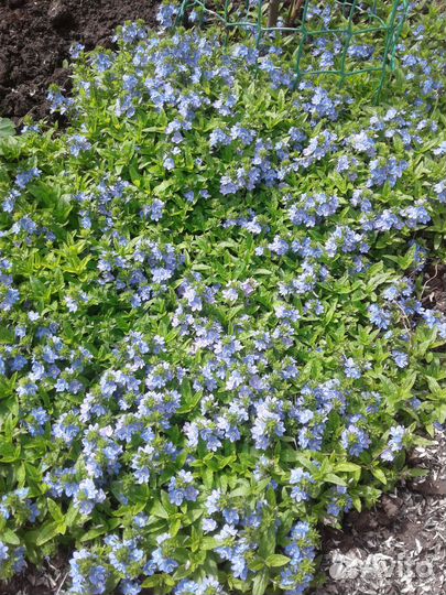 Почвопокровники (многолетники)