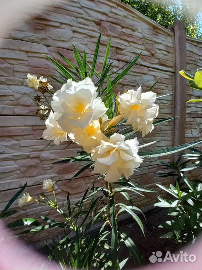 Олеандр вечнозеленый махровый