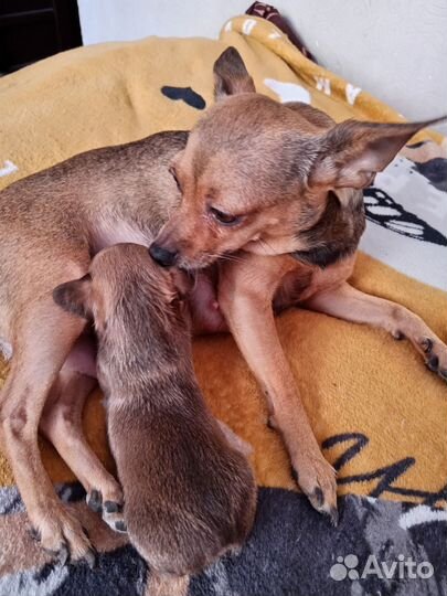 Той-терьер щенки