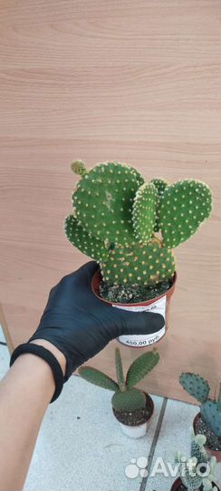 Кактус опунция