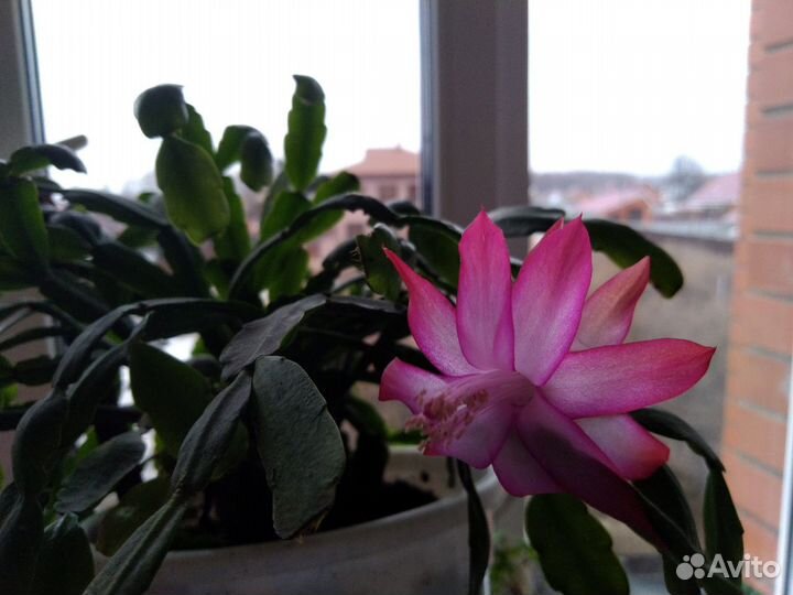 Декабрист Шлюмбергера розово-белый