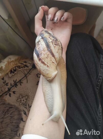 Улитки ахатины