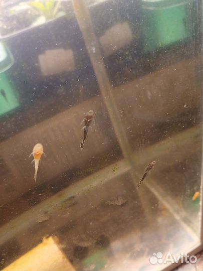 Сомики анцитрусы