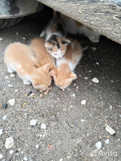 Котята в добрые руки