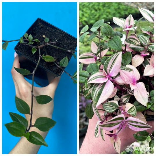 Традесканция альба зебрина квадриколор