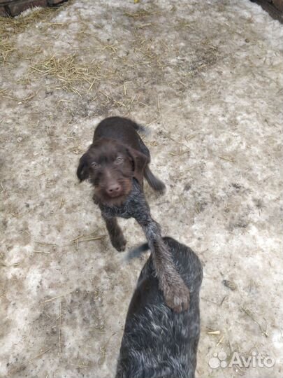 Щенки дратхара