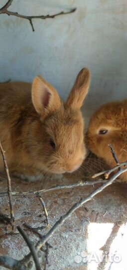 Крольчата нзк