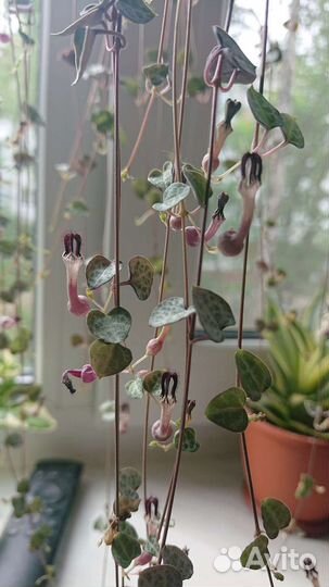 Церопегия Вуду, варигатная