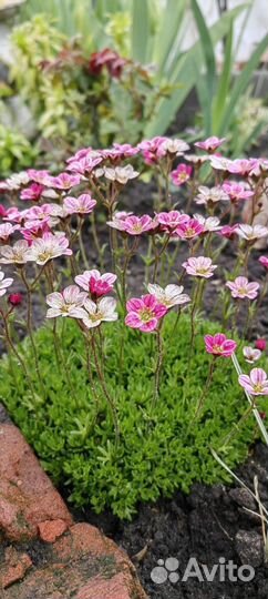 Камнеломка, флокс шиловидный