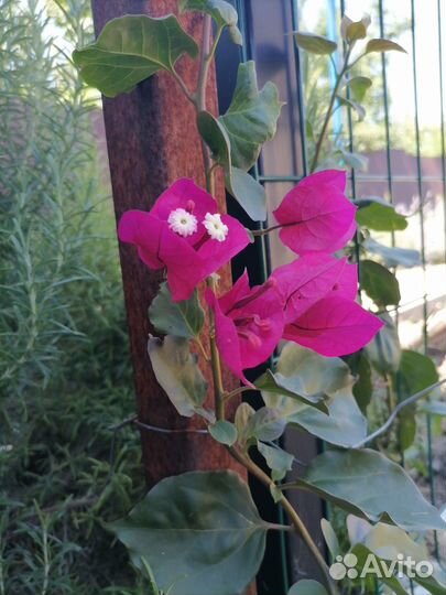 Бугенвиллия