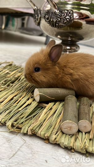 Карликовый кролик