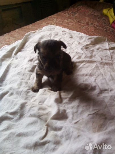 Йоркширский терьер щенки