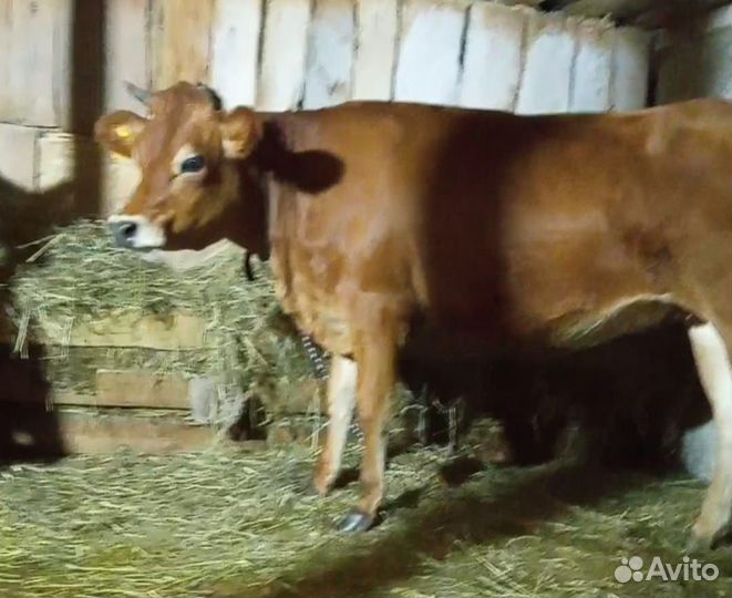 Нетель джерси