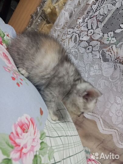 Котятки в добрые руки