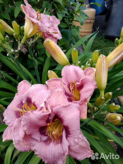 Цветы флоксы