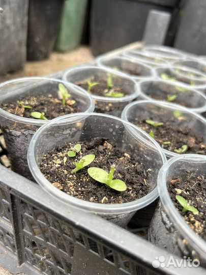 Экзотические плодовые растения