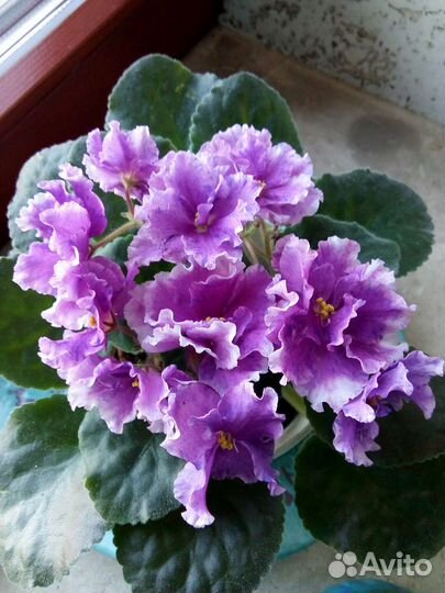 Фиалки: черенки,взрослые,детки