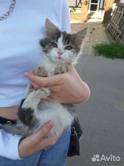 Кошечка Бетти