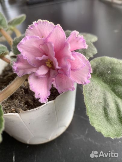 Фиалки сортовые цветущие